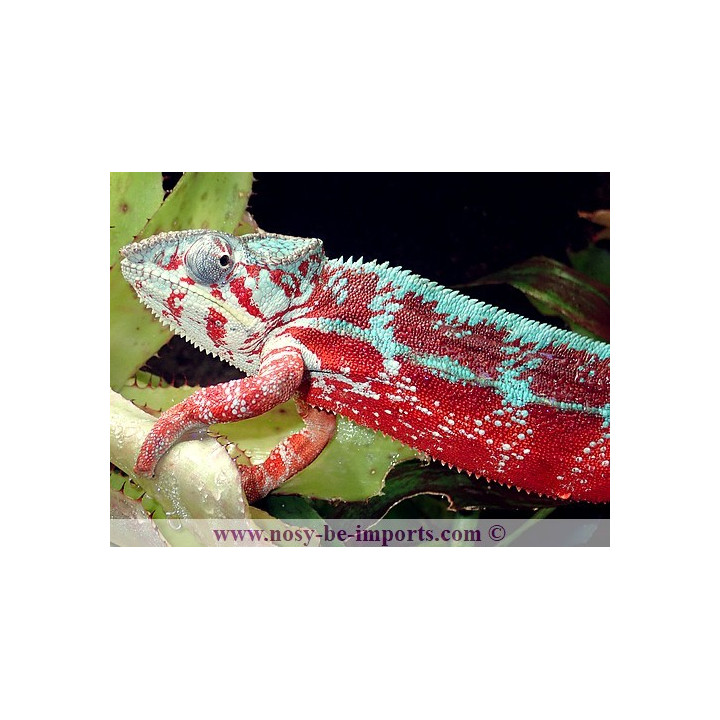 Furcifer pardalis Tamatave