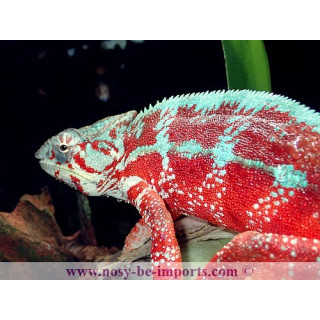 Furcifer pardalis Tamatave