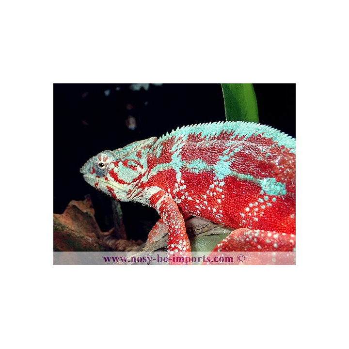 Furcifer pardalis Tamatave