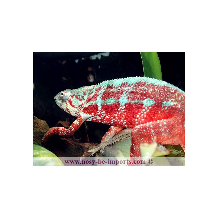 Furcifer pardalis Tamatave