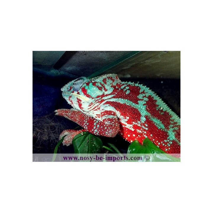 Furcifer pardalis Tamatave