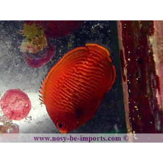 Centropyge aurantia ELEVAGE