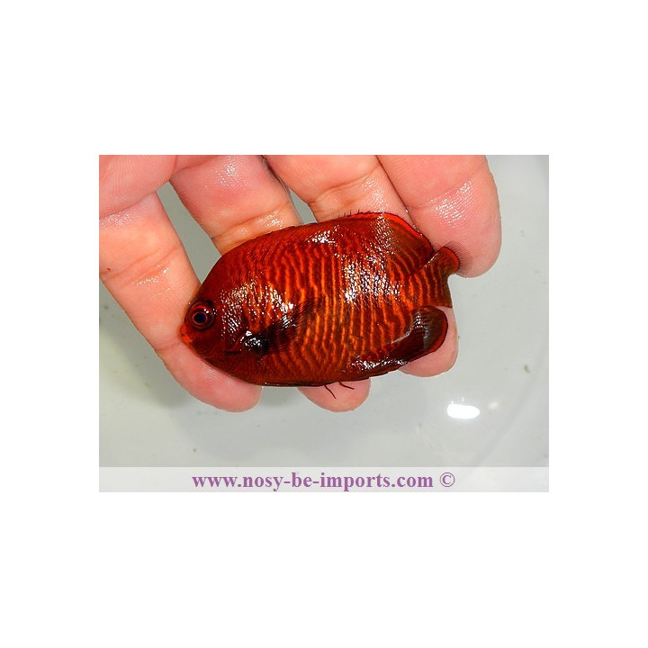 Centropyge aurantia ELEVAGE