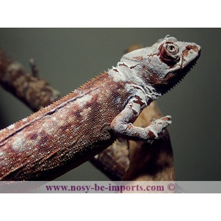 Furcifer pardalis Tamatave femelle