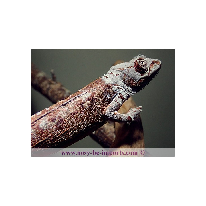 Furcifer pardalis Tamatave femelle