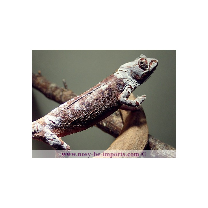 Furcifer pardalis Tamatave femelle