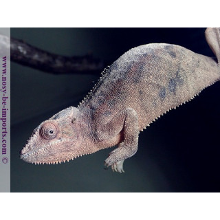 Furcifer pardalis Ambanja bleue femelle
