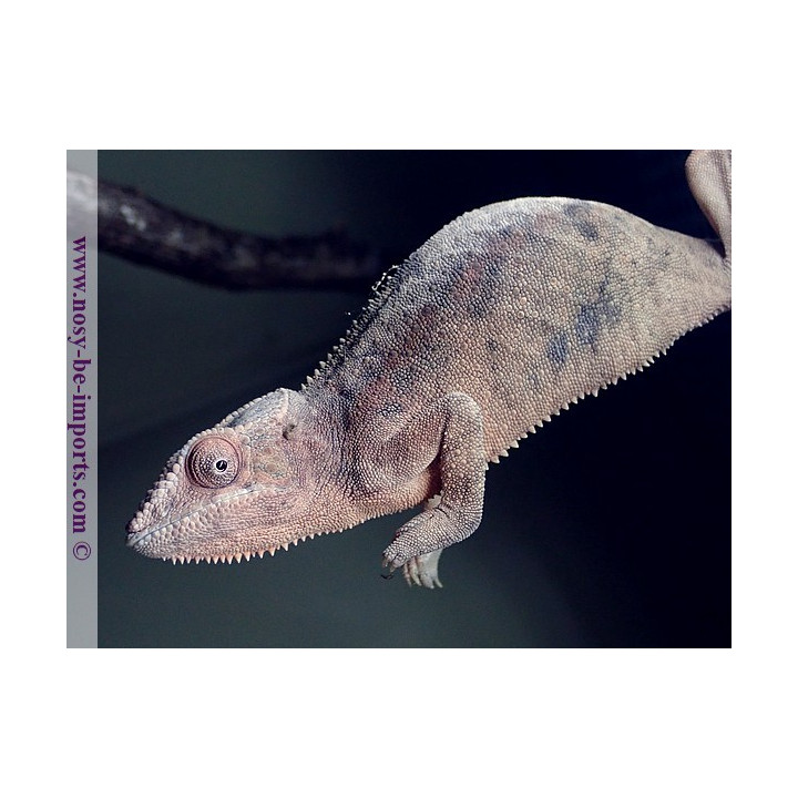 Furcifer pardalis Ambanja bleue femelle