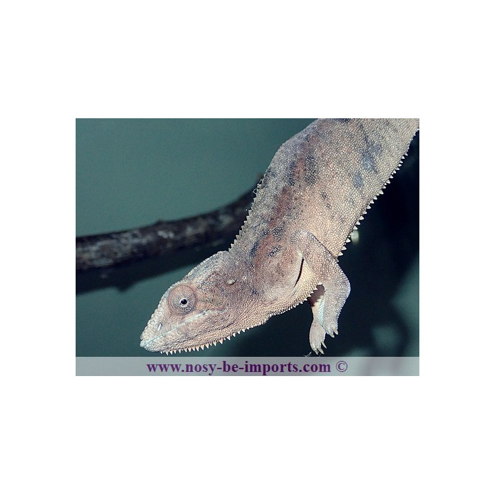 Furcifer pardalis Ambanja bleue femelle