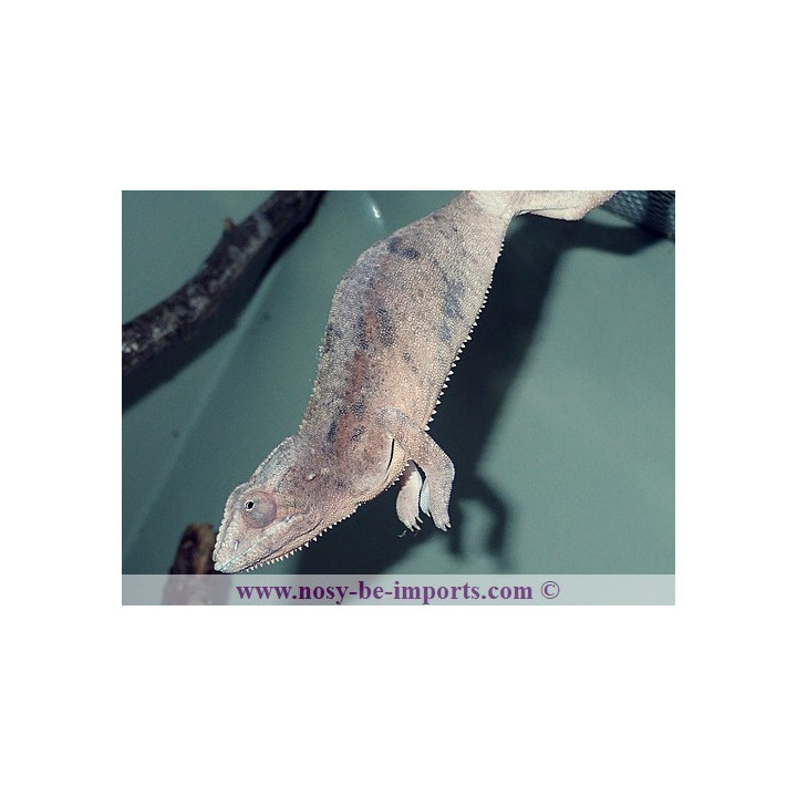 Furcifer pardalis Ambanja bleue femelle