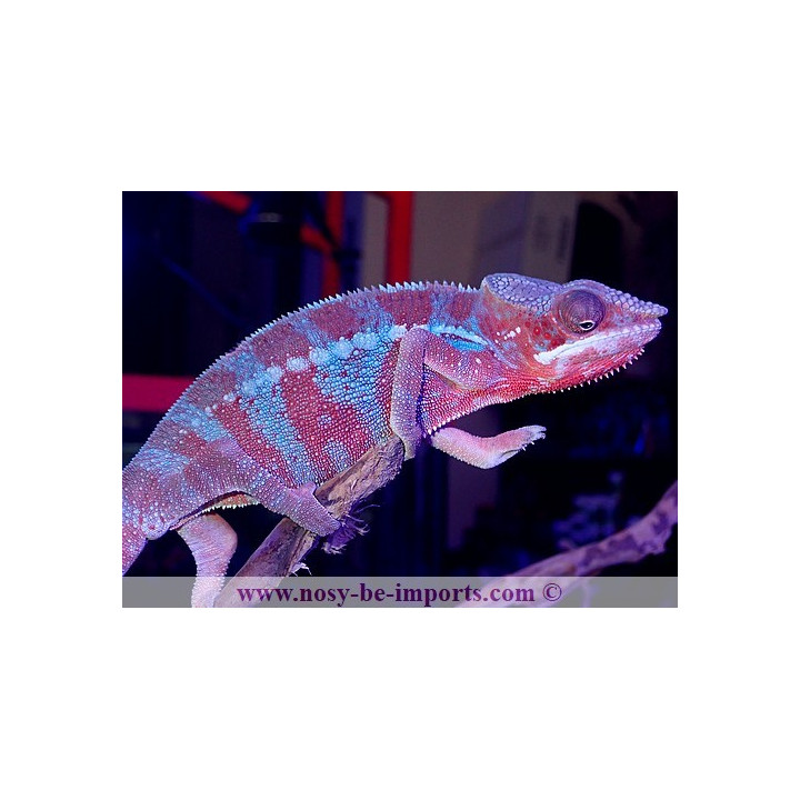 Furcifer pardalis Ambanja Blue mâle