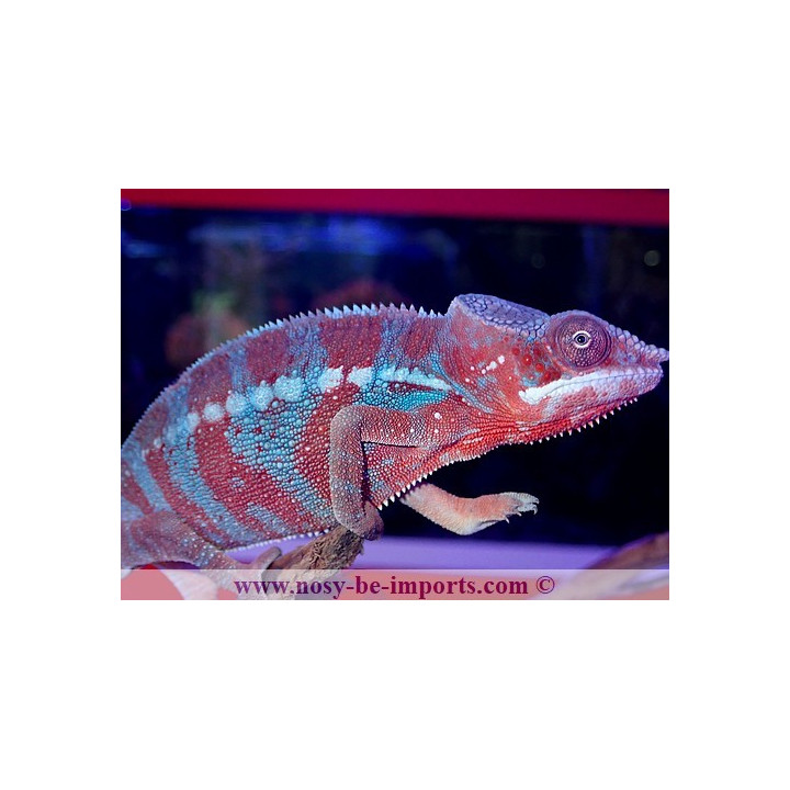 Furcifer pardalis Ambanja Blue mâle