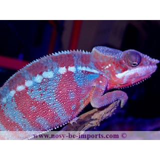 Furcifer pardalis Ambanja Blue mâle