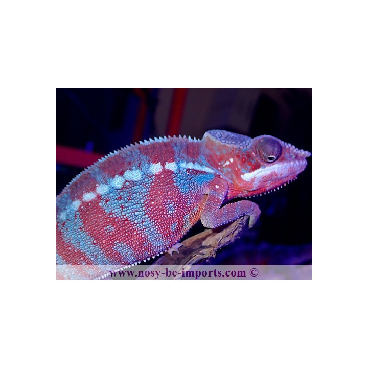 Furcifer pardalis Ambanja Blue mâle