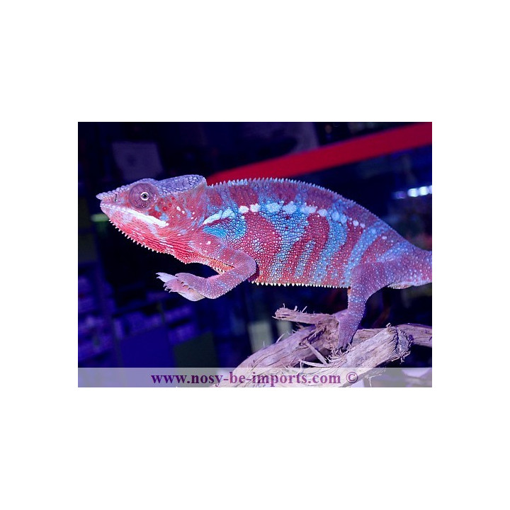 Furcifer pardalis Ambanja Blue mâle