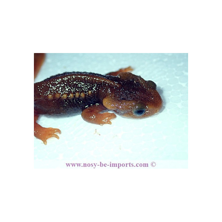 Tylototriton shanorum