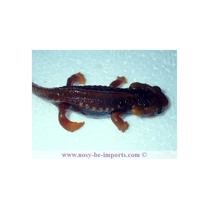 Tylototriton shanorum