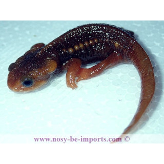 Tylototriton shanorum
