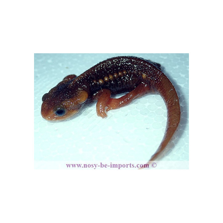 Tylototriton shanorum