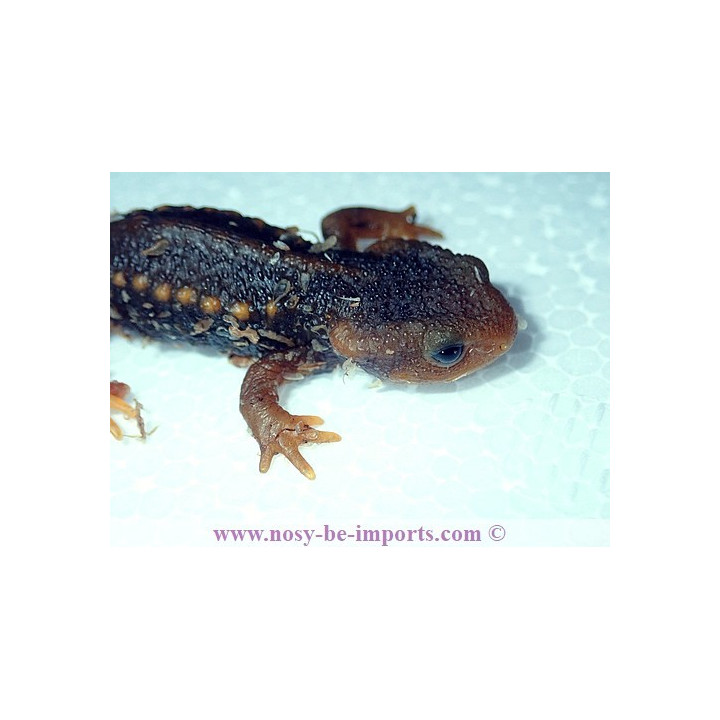 Tylototriton shanorum