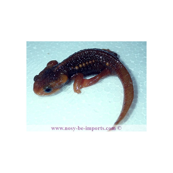 Tylototriton shanorum