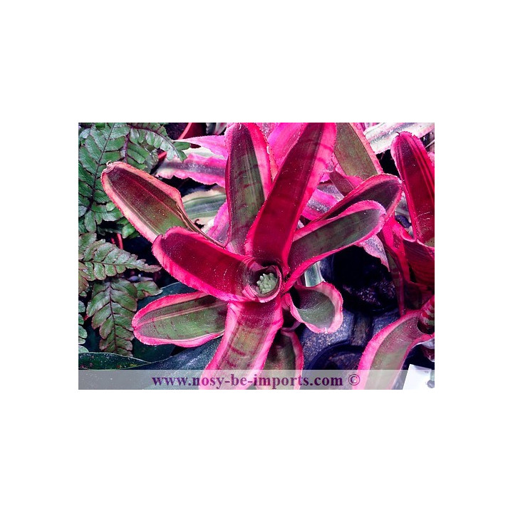 Neoregelia sp. Blushing zebra