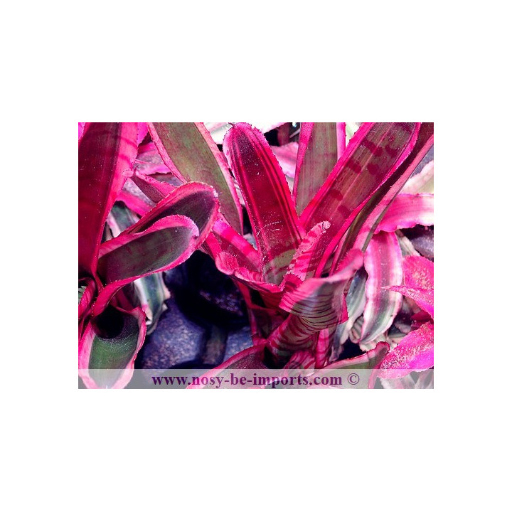 Neoregelia sp. Blushing zebra