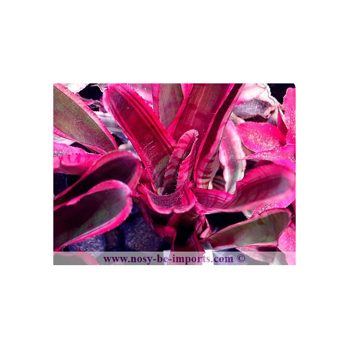 Neoregelia sp. Blushing zebra