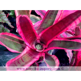 Neoregelia sp. Blushing zebra