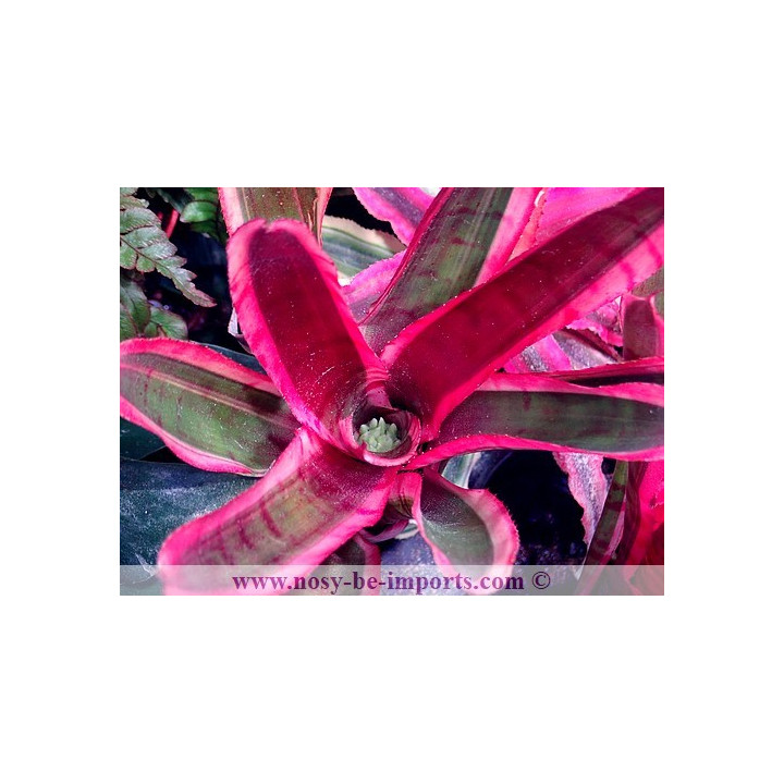 Neoregelia sp. Blushing zebra