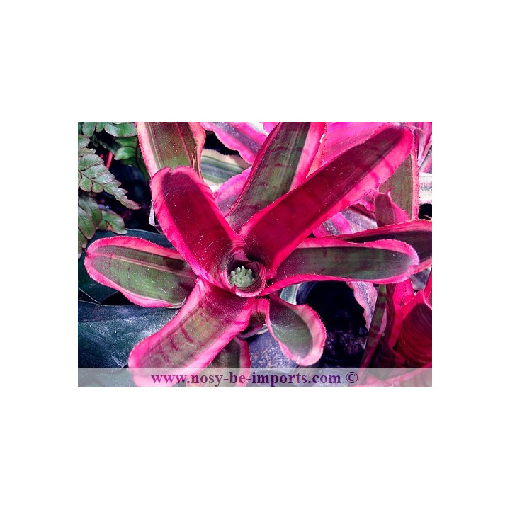 Neoregelia sp. Blushing zebra