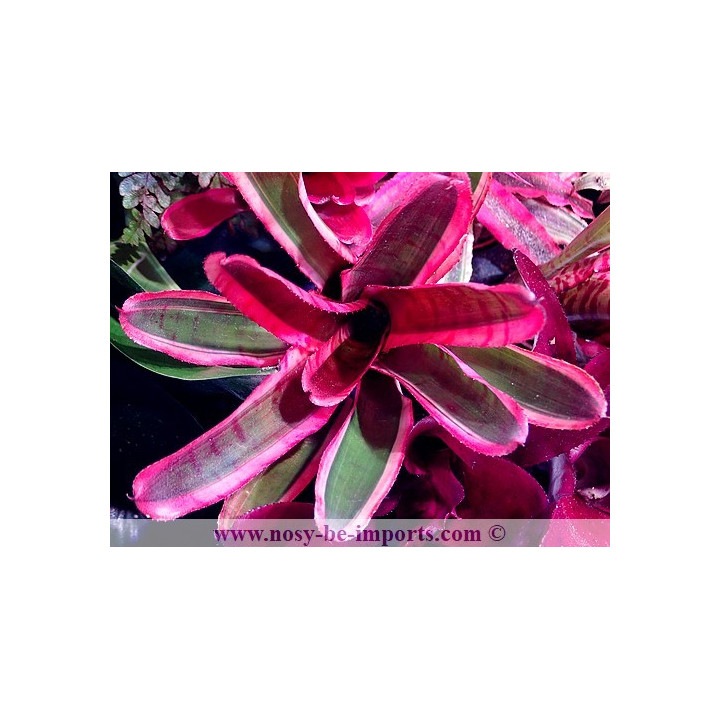 Neoregelia sp. Blushing zebra