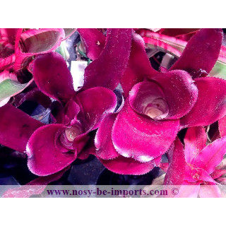 Neoregelia sp. Royal flush