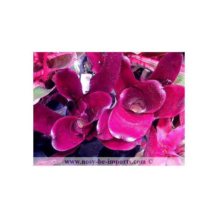Neoregelia sp. Royal flush