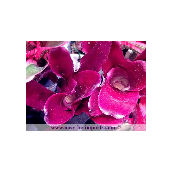 Neoregelia sp. Royal flush