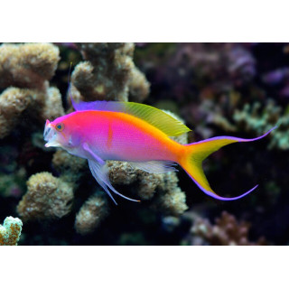 Anthias bartlettorum