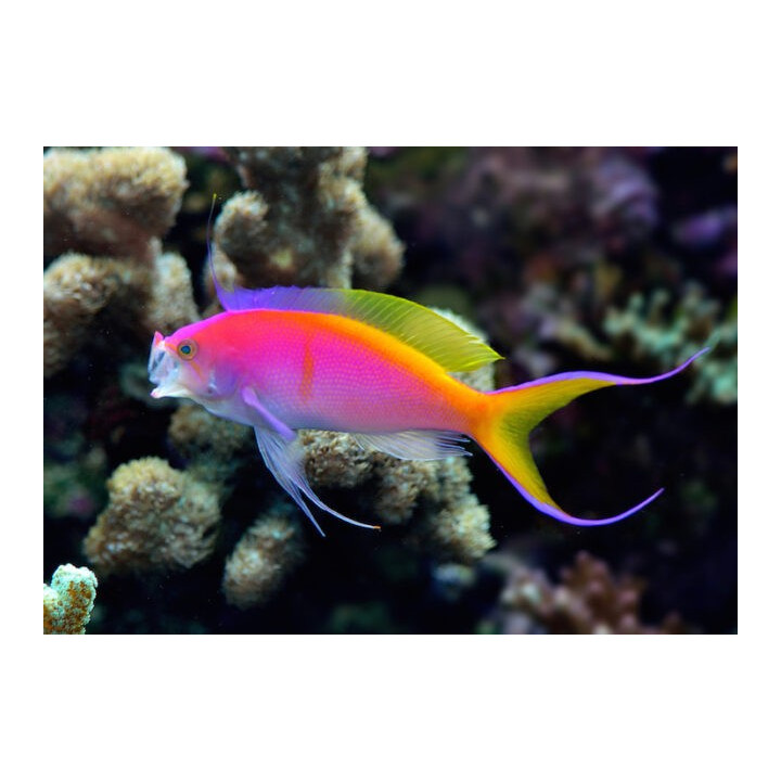 Anthias bartlettorum