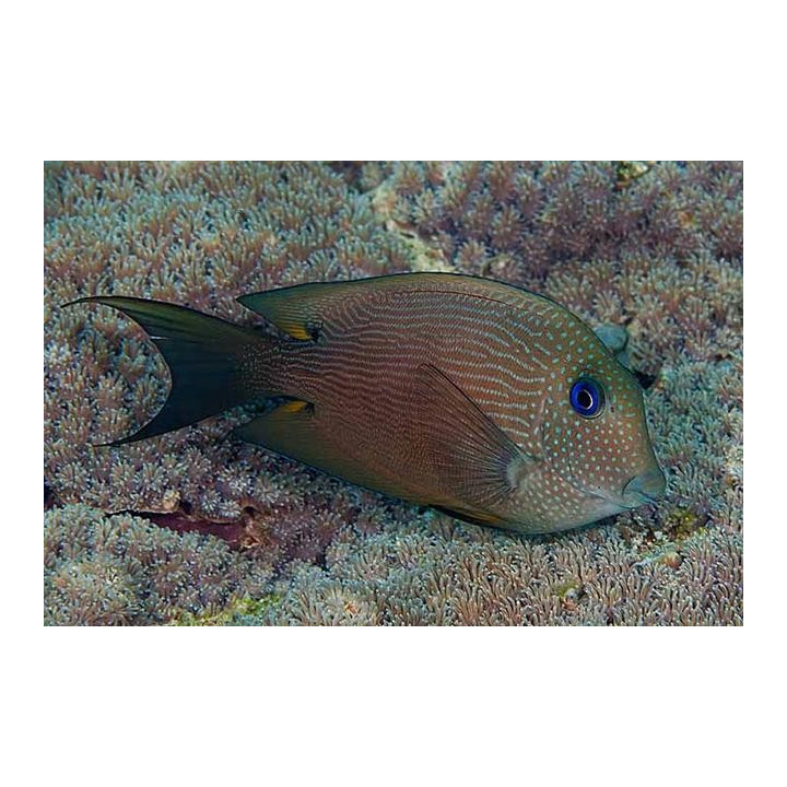 Ctenochaetus binotatus