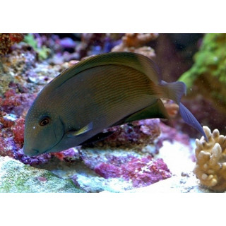 Ctenochaetus striatus