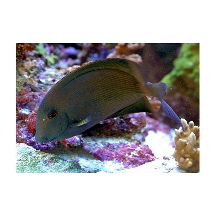 Ctenochaetus striatus
