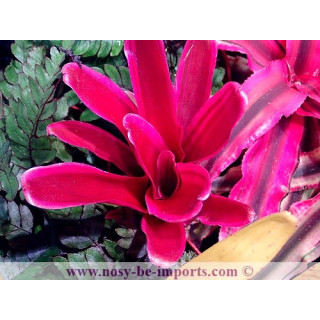 Neoregelia sp. pink