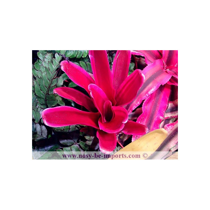 Neoregelia sp. pink