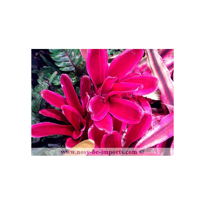 Neoregelia sp. pink