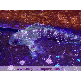 Scartella cristata