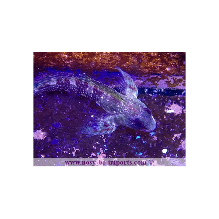 Scartella cristata