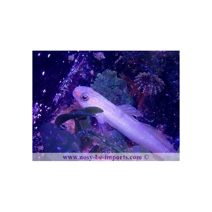 Amblygobius decussatus