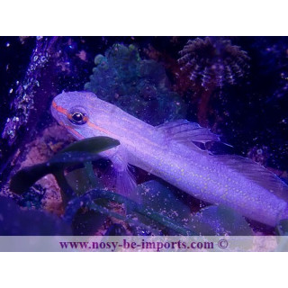 Amblygobius decussatus