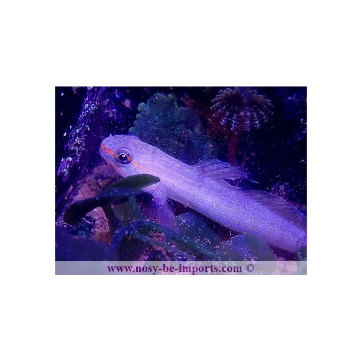 Amblygobius decussatus