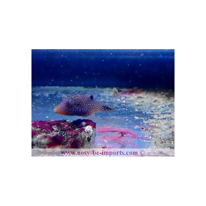 Canthigaster margaritata