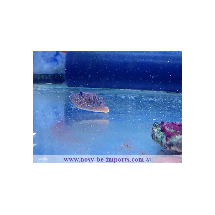Canthigaster margaritata